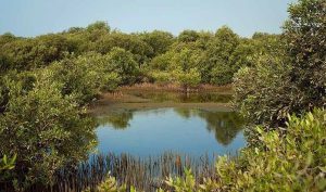 Mangrove Forests of Qeshm 8 رونمایی از گوهرهای پنهان هرمز: فراتر از دیدنی‌های مشهور