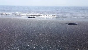 The Silver Beach.jpg رونمایی از گوهرهای پنهان هرمز: فراتر از دیدنی‌های مشهور