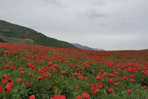 شقایق گلستان: تابلویی زنده از رنگ و زندگی، هر فصلی داستانی جدید