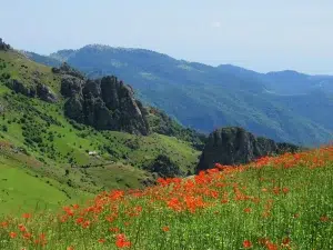 دشت پر از شقایق‌های وحشی قرمز در فصل تابستان در سوباتان