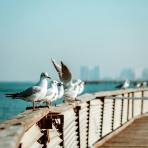 تور کیش اقتصادی