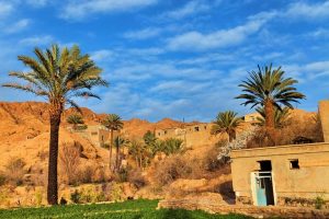 ازمیغان و شالی‌زارهای آن در تور کویر مصر از مشهد