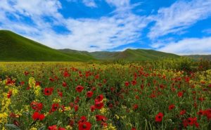 تور ترکمن صحرا؛ سفر به اقیانوس سبز و سرزمین اسبهای نجیب 8 دشتهای سبز اطراف روستای گچیسو در ترکمن صحرا