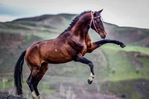 تور ترکمن صحرا؛ سفر به اقیانوس سبز و سرزمین اسبهای نجیب 4 اسب اصیل ترکمن در دشتهای ترکمن صحرا